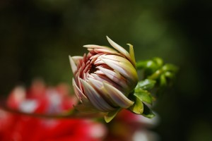Dahlia On Dahlia Pillow